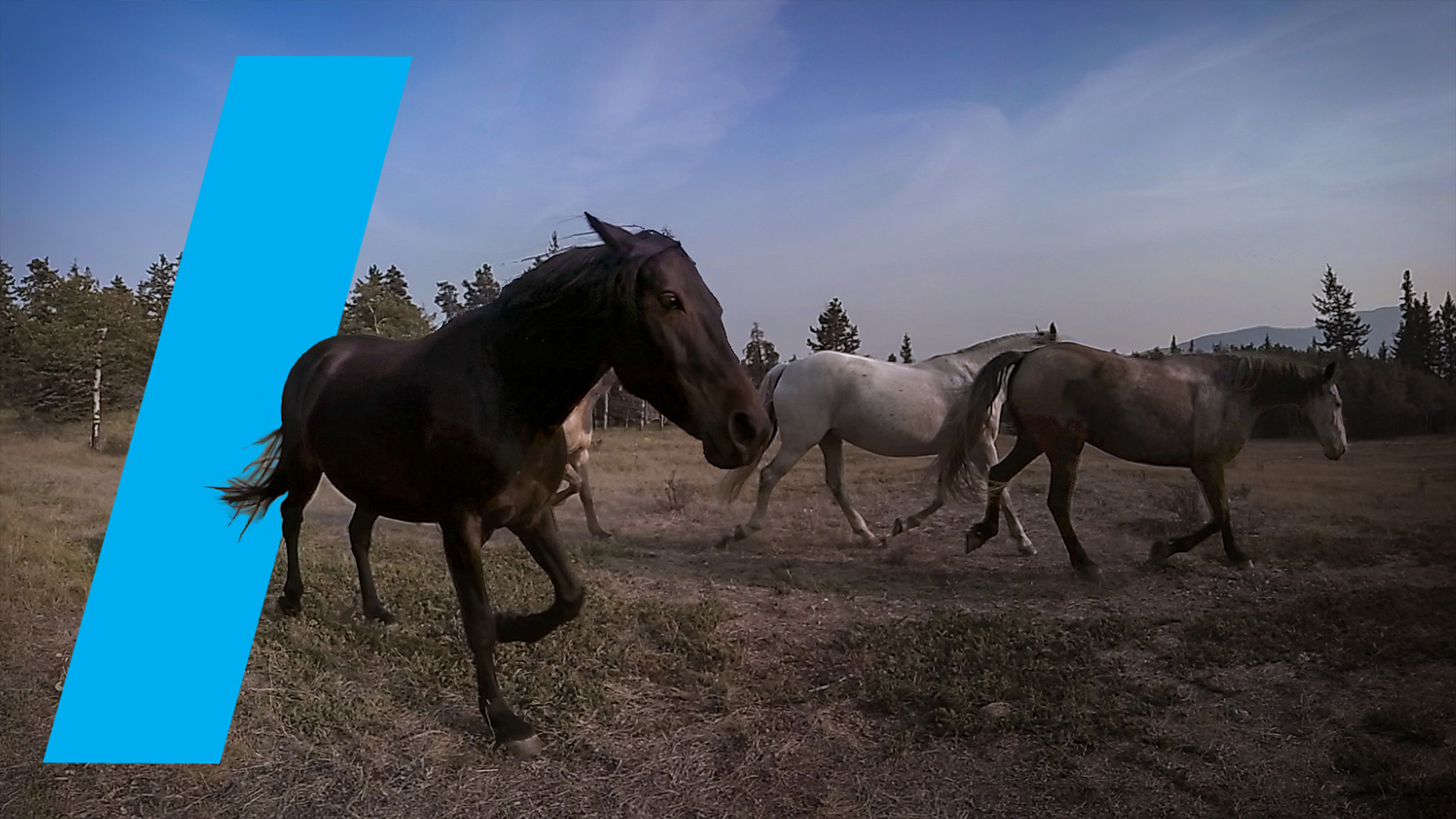 WildWith horse